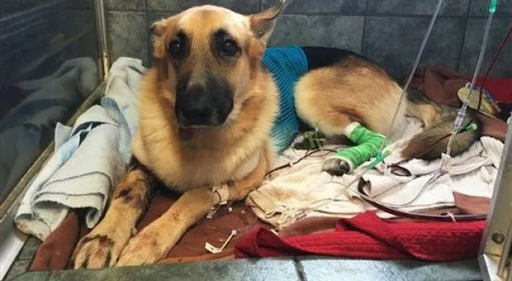 Perro recibe mordeduras al defender niña de 7 años de una serpiente de cascabel