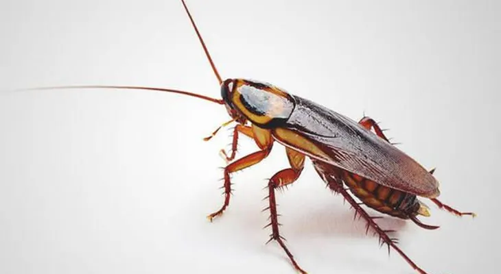 Una mujer vivió más de nueve días con una cucaracha dentro del oído