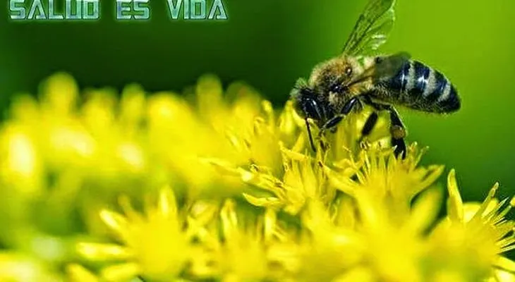 Un milagro médico: El polen de abeja