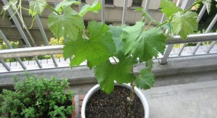 Cómo cultivar uvas para crecer en macetas