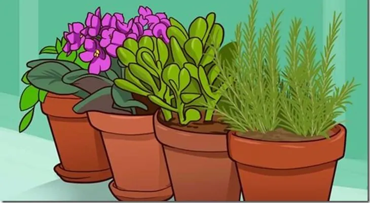 Estas 8 plantas traerán energía positiva y fortuna a tu hogar