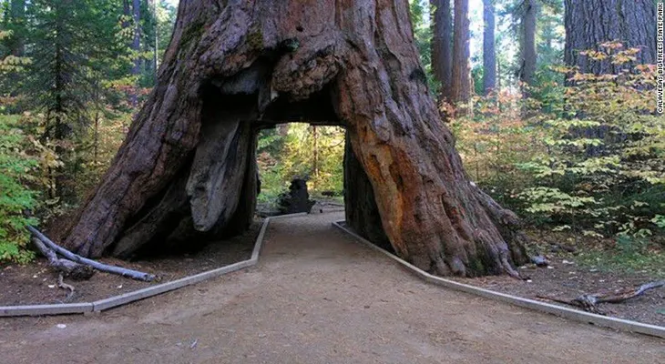 Las fuertes lluvias se llevan por delante un icónico árbol-túnel; en California