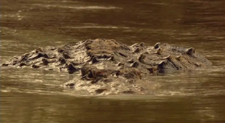 Atrapan cocodrilo se había escapado de parque