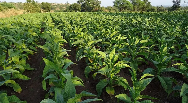 Científicos descubren una proteína en el tabaco que combatiría enfermedades mortales 
