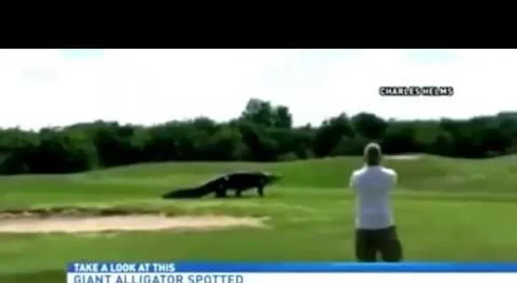 Un "monstruo del Parque Jurásico" se pasea por un campo de golf en EE.UU. (VIDEO)
