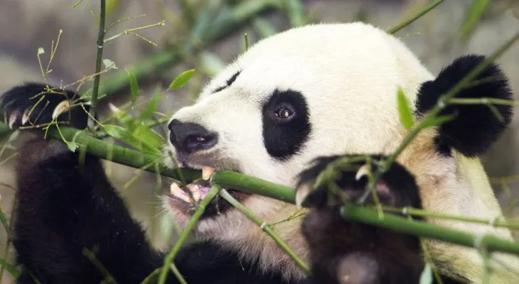 La gigante del zoológico de Washington dio a luz a un cachorro