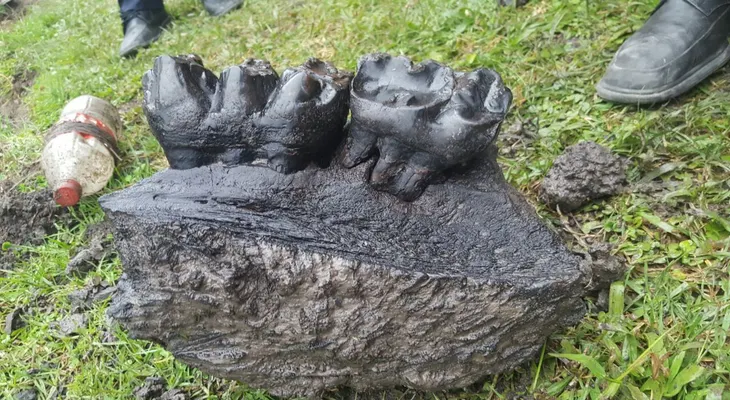 Encuentran por azar restos de mastodonte en un poblado de Colombia