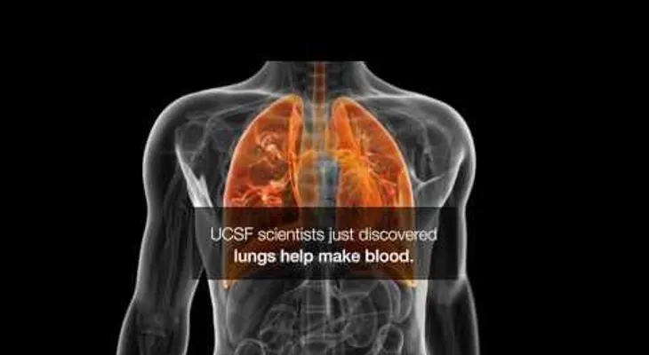 Descubren una función desconocida de los pulmones (VIDEO)