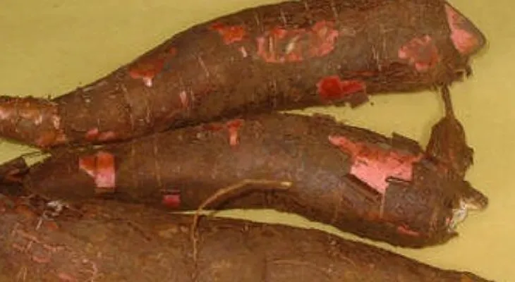 ADVIERTEN consumo de yuca amarga; puede provocarte la muerte