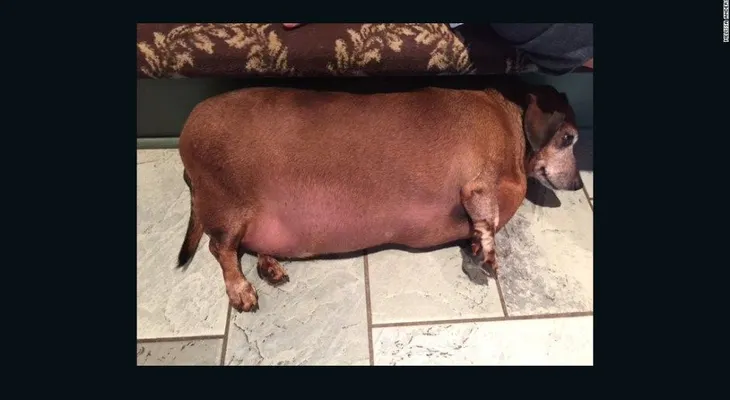 Un perro obeso y poco saludable logra una segunda oportunidad
