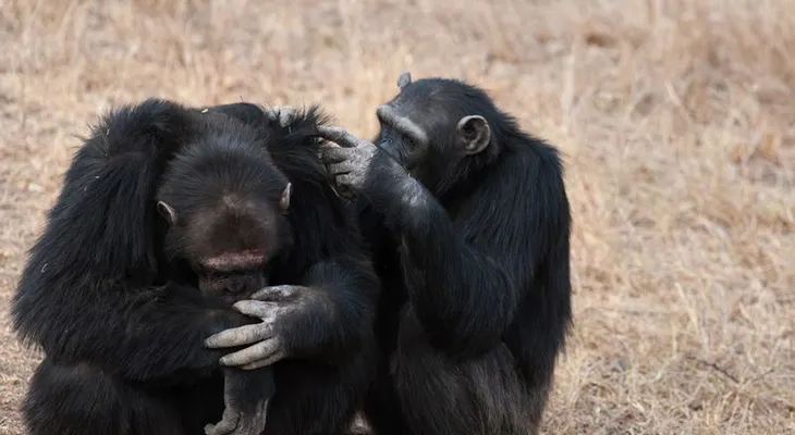Un estudio en chimpancés sugiere que la creencia en Dios podría ser evolutiva