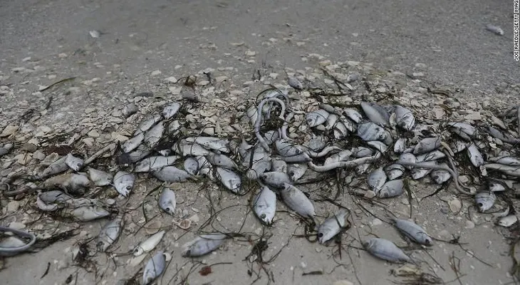 Un brote de alga tóxica en Florida está matando a miles de peces, tortugas, manatíes y hasta tiburones