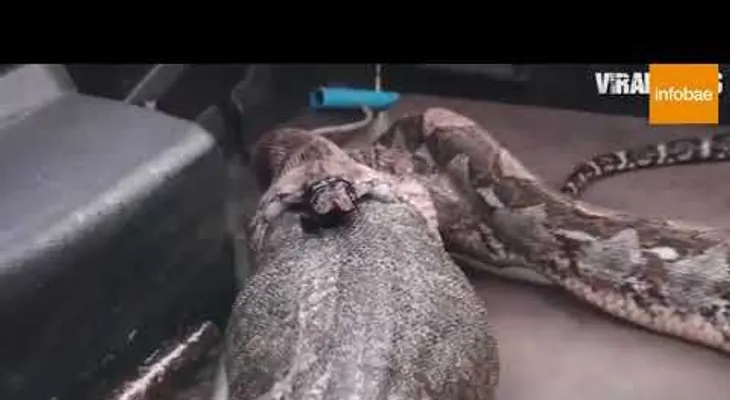 Qué haría si te encuentra con dos animales GIGANTES como estos; recibieron un gran susto y llamaron a la policía 
