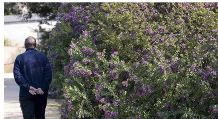 Prevén primavera difícil para alérgicos