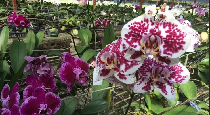 Más de medio millón de orquídeas son vendidas anualmente