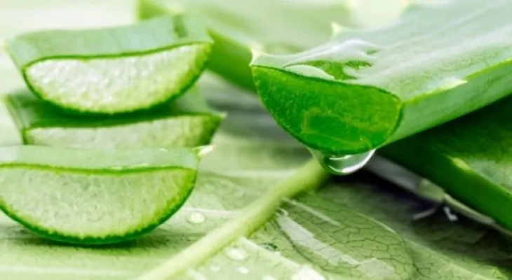 Aloe vera, la planta que es aliada de la piel 