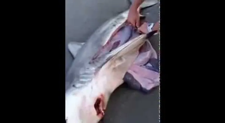 Encuentran a tres bebes dentro de un tiburón (VIDEO)