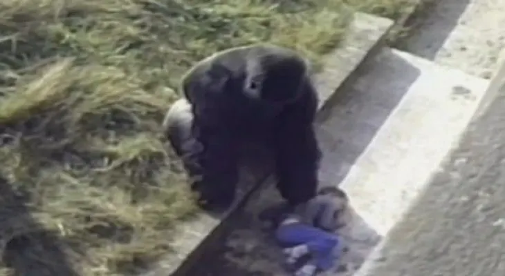 Matan a gorila en zoológico de Ohio para proteger a un niño que tenía aprisionado