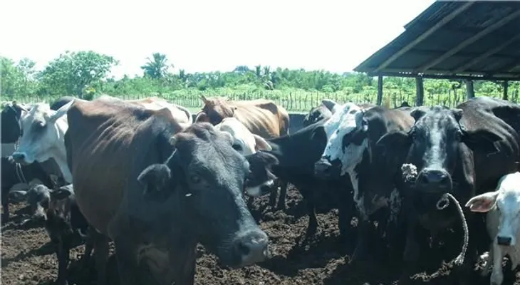Apresan cinco hombres acusados de robar reses en Montecristi