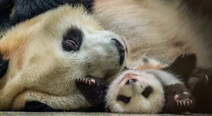 Con este curioso método están logrando salvar a los osos panda