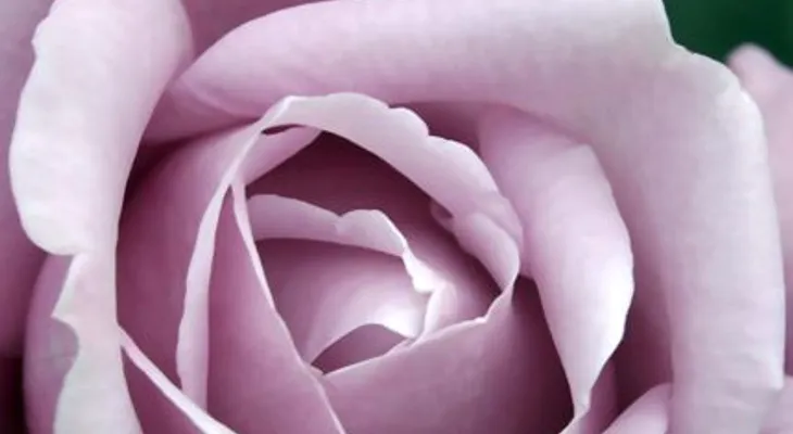 Cómo hacer crema facial de pétalos de rosas; ingredientes