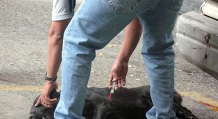 Hombre en Virginia quema vivo a su perro