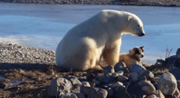 El trágico final de la tierna postal entre un oso polar y un perro