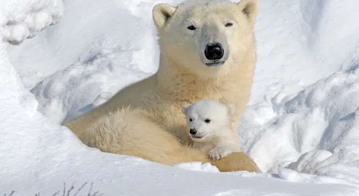 Frío polar obliga a ciudades de EEUU a hibernar
