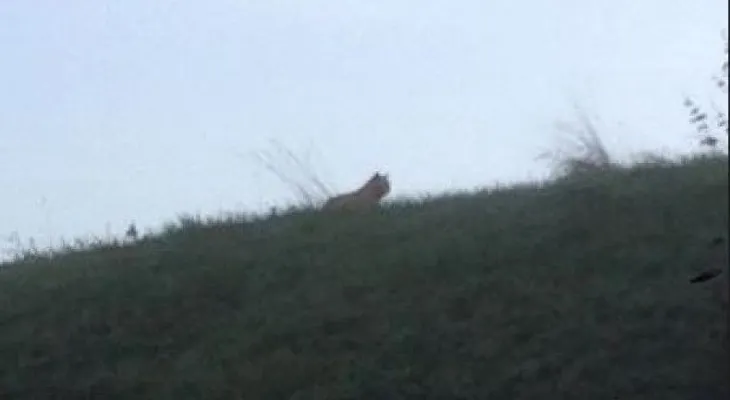 Policías buscan tigre que merodea por parque Disneyland Paris