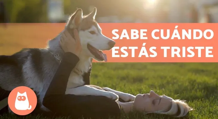 Los perros también perciben la tristeza de sus dueños