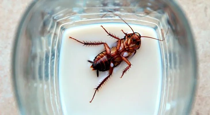 Buen provecho: Científicos aseguran leche de cucaracha será super alimento del futuro