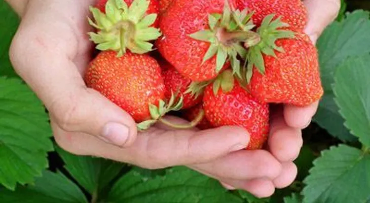 Las fresas y sus propiedades nutritivas y saludables