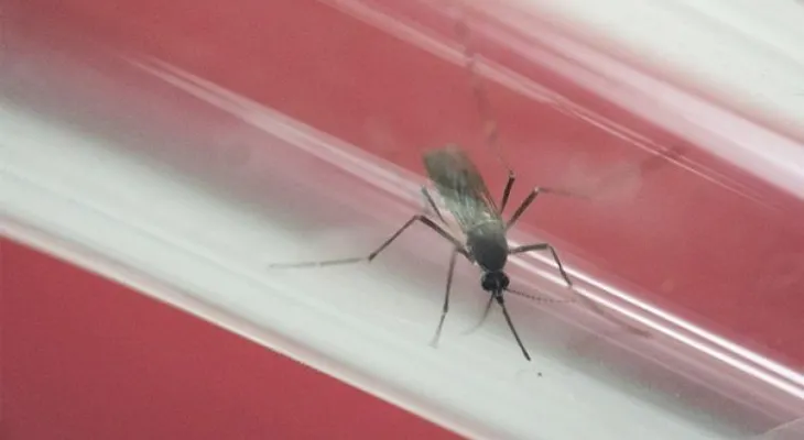Transmisión del chikungunya bajó un 80% en Venezuela