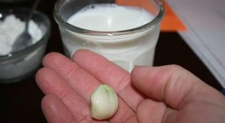El ajo con leche es muy efectivo para la impotencia sexual; cura la infertilidad de hombres y mujeres