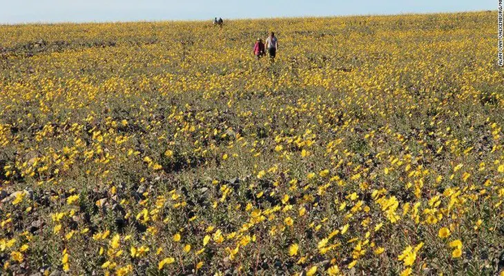 El Valle de la Muerte cobra vida y se cubre de un inusual brote de flores silvestres