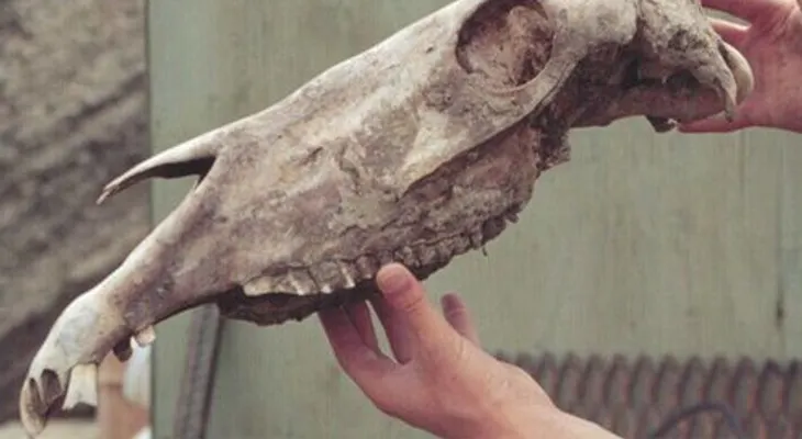 Descifran genoma de caballo de hace 700,000 años
