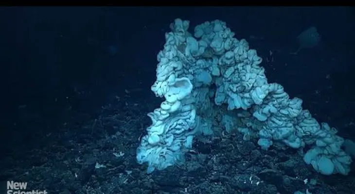 Descubren en Hawái la esponja de mar más grande del mundo (VIDEO)
