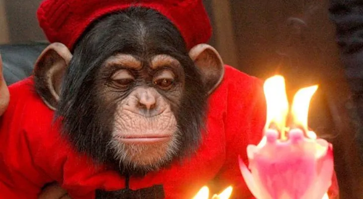 Los chimpancés se imponen a los humanos en un juego matemático  