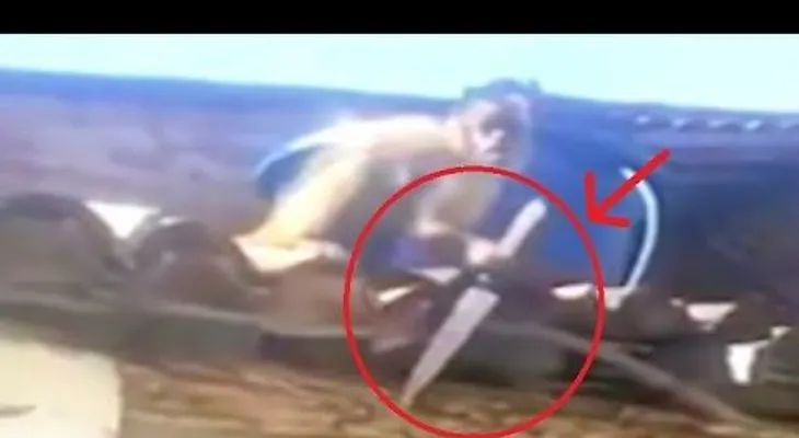 Un mono borracho con un cuchillo aterroriza a los clientes de un bar en Brasil