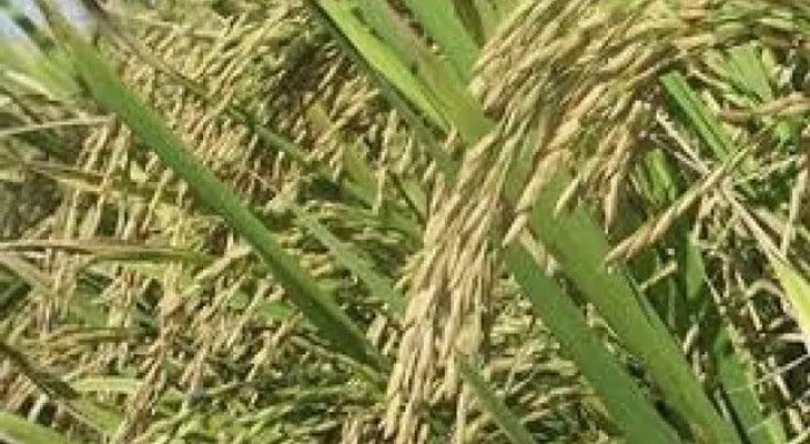 Coniaf destaca aportes de la biotecnología moderna para la agropecuaria