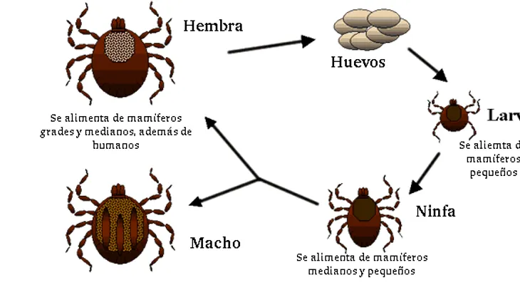  Veneno para eliminar las garrapatas