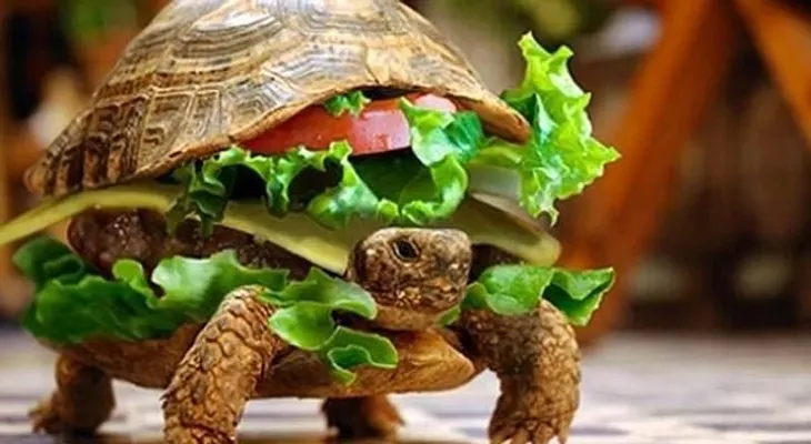 Disfraza a su tortuga de hamburguesa para colarla en un avión