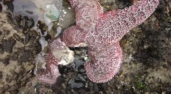 Virus está matando millones de estrellas de mar, según expertos