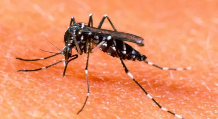 Brasil producirá test para diagnosticar dengue, zika y chikunguya a la vez