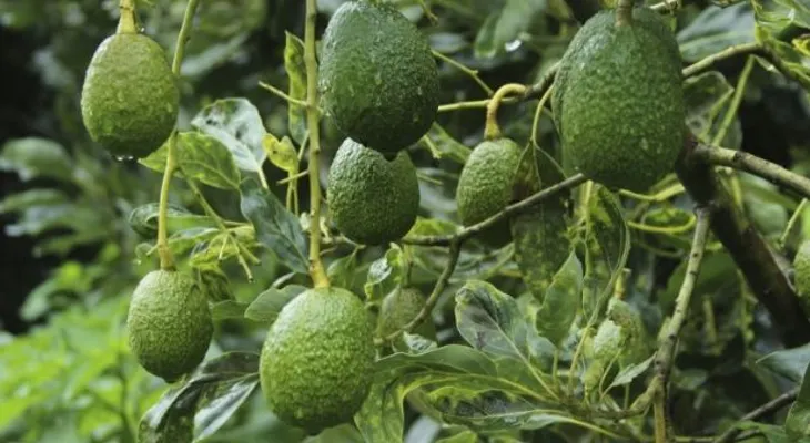 Un remedio EFECTIVO con 15 ó 20 hojas de aguacate para dolor cervical provocado por la artrosis