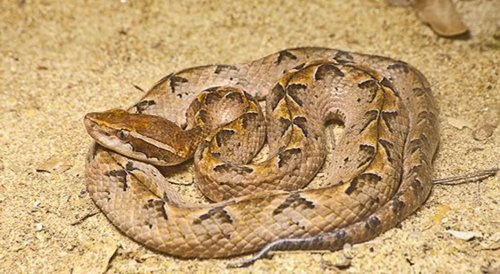 5 animales con poderes curativos increíbles