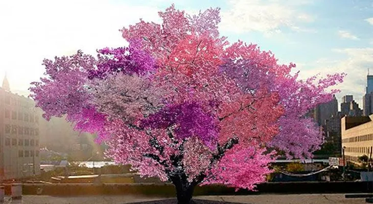 Dicen que es uno de los arboles más hermosos del mundo? Pero ¿puedes adivinar lo qué crece en el?