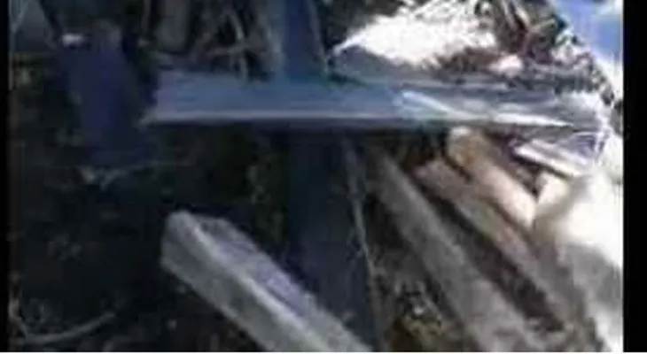 Una extraña criatura en plantación de palmeras (Video)