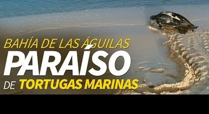 Bahía de Las Águilas: hogar de 2 de las 7 tortugas que existen en el planeta