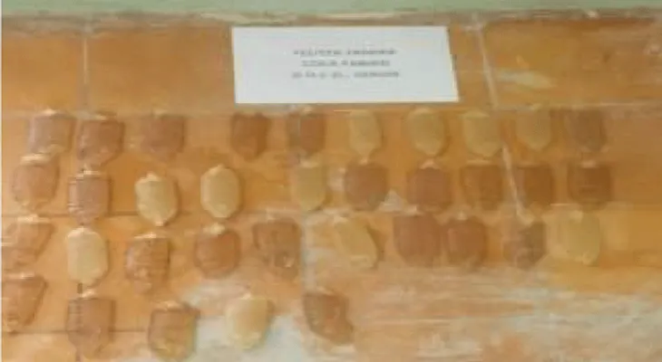 DNCD apresa mula con 35 bolsitas de drogas en el estómago 
